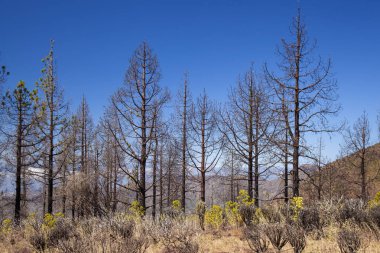 Gran Canaria, Haziran 2018, Las Huelva'daki affeced tarafından Eylül 2017 yılında orman yangını alanda iyileşme belirtileri gösteren Kanarya çam ağaçları