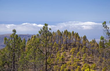 Gran Canaria, Haziran, Las Cumbrescoered alanında Canarianpine orman, deniz arka planda bulutlar ile