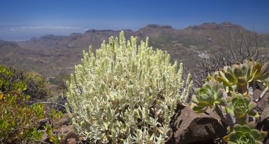 Gran Canaria 'dan Flora - Sideritis dasygnaphala, dağ çayı, adaya özgü tıbbi bitki