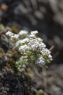 Gran Canaria - Lobularia canariensis, florası Kanarya Adaları endemik bitki