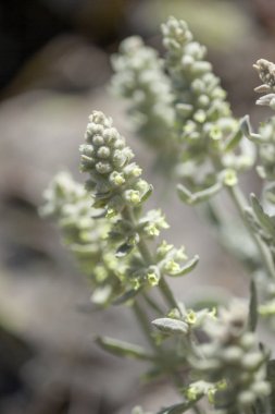 Gran Canaria 'dan Flora - Sideritis dasygnaphala, dağ çayı, adaya özgü tıbbi bitki