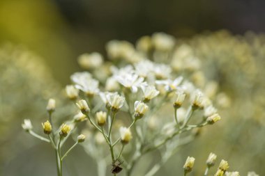 Gran Canaria - Tanacetum ptarmiciflorum, florası gümüş solucan otu çiçek