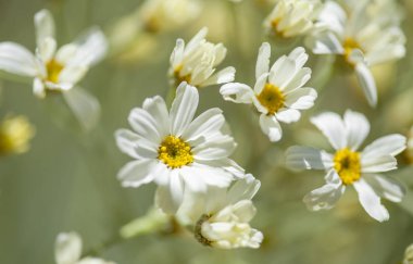 Gran Canaria - Tanacetum ptarmiciflorum, florası gümüş solucan otu çiçek