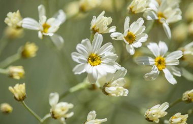 Gran Canaria - Tanacetum ptarmiciflorum, florası gümüş solucan otu çiçek