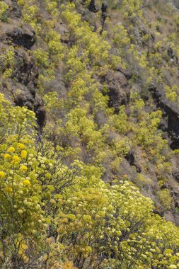 Caldera de Tejeda eteklerinde çiçekli Gran Canaria - Todaroa montana, Kanarya Adaları'na, endemik bitki florası