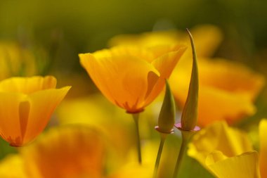 Gran Canaria - California haşhaş, florası bitki tanıttı