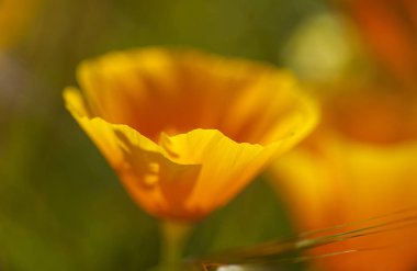 Gran Canaria - California haşhaş, florası bitki tanıttı