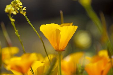 Gran Canaria - California haşhaş, florası bitki tanıttı