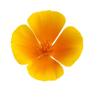 Flora of Gran Canaria - California poppy isolated on white clipart
