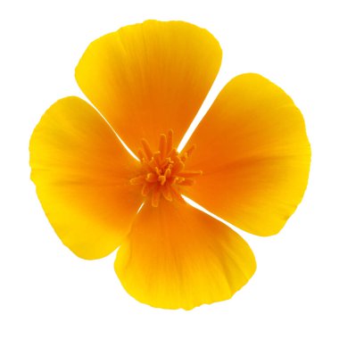 Gran Canaria - California haşhaş beyaz izole florası