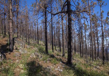 Gran Canaria, Haziran 2018, orman kat inareas Las Huelva'daki çiçekli bitkilerle kaplı 2017 yılında yangın tarafından etkilenir