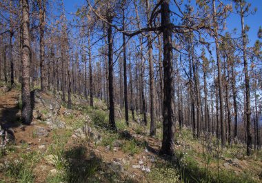 Gran Canaria, June 2018, forest floor inareas in Las Cumbres affected by fire in 2017 covered by flowering plants clipart