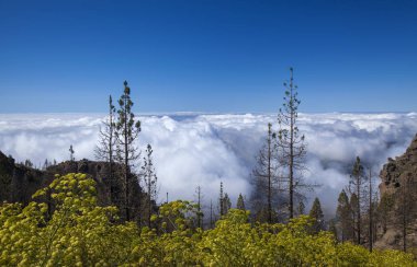 Gran Canaria, Haziran 2018, Pozos de la Nieve 'in güneyine bakın.