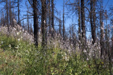 Gran Canaria, Haziran 2018, orman kat inareas Las Huelva'daki çiçekli bitkilerle kaplı 2017 yılında yangın tarafından etkilenir