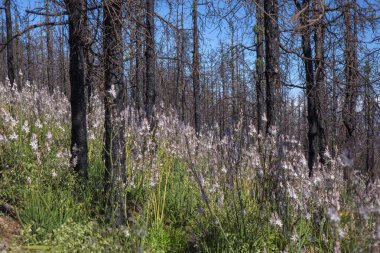 Gran Canaria, Haziran 2018, orman kat inareas Las Huelva'daki çiçekli bitkilerle kaplı 2017 yılında yangın tarafından etkilenir