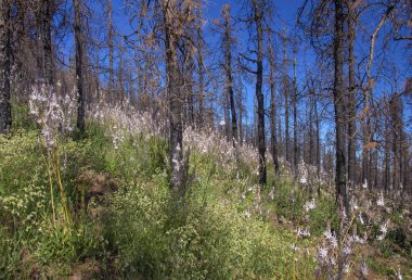 Gran Canaria, Haziran 2018, orman zeminine Las Huelva'daki 2017 yılında yangın tarafından etkilenen bölgelerde çiçekli bitkilerle kaplı