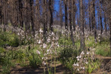 Gran Canaria, Haziran 2018, orman zeminine Las Huelva'daki 2017 yılında yangın tarafından etkilenen bölgelerde çiçekli bitkilerle kaplı