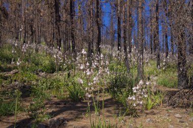Gran Canaria, Haziran 2018, orman zeminine Las Huelva'daki 2017 yılında yangın tarafından etkilenen bölgelerde çiçekli bitkilerle kaplı