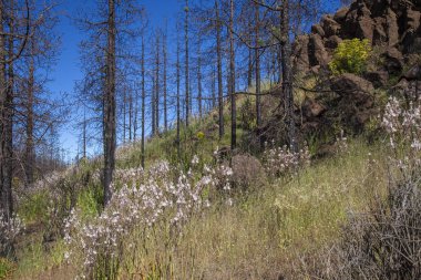 Gran Canaria, Haziran 2018, orman zeminine Las Huelva'daki 2017 yılında yangın tarafından etkilenen bölgelerde çiçekli bitkilerle kaplı