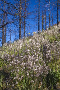Gran Canaria, Haziran 2018, orman zeminine Las Huelva'daki 2017 yılında yangın tarafından etkilenen bölgelerde çiçekli bitkilerle kaplı