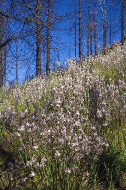 Gran Canaria, Haziran 2018, orman zeminine Las Huelva'daki 2017 yılında yangın tarafından etkilenen bölgelerde çiçekli bitkilerle kaplı