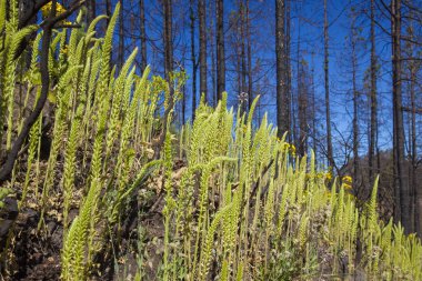Gran Canaria, Haziran 2018, orman zeminine Las Huelva'daki 2017 yılında yangın tarafından etkilenen bölgelerde çiçekli bitkilerle kaplı
