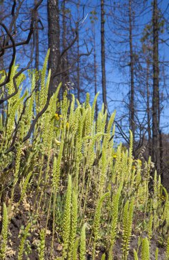 Gran Canaria, Haziran 2018, orman zeminine Las Huelva'daki 2017 yılında yangın tarafından etkilenen bölgelerde çiçekli bitkilerle kaplı
