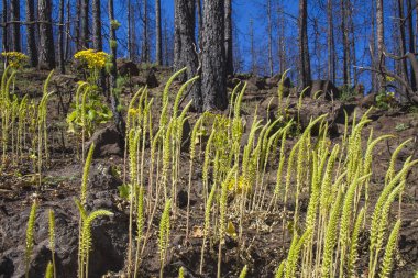 Gran Canaria, Haziran 2018, orman zeminine Las Huelva'daki 2017 yılında yangın tarafından etkilenen bölgelerde çiçekli bitkilerle kaplı