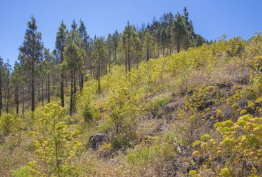Gran Canaria, Haziran 2018, Las Huelva'daki çiçekli bitkilerle kaplı 2017 yangın tarafından etkilenen bölgelerde