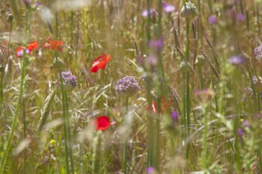 Gran Canaria - Allium ampeloprasum, yabani pırasa florası