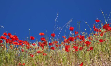 Gran Canaria, Haziran, çiçekli haşhaş ve mavi gökyüzü karşı yabani pırasa