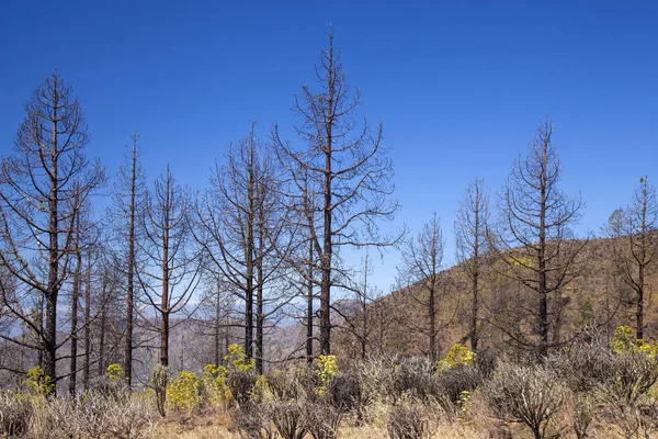 Gran Canaria, Haziran 2018, Las Huelva'daki affeced tarafından Eylül 2017 yılında orman yangını alanda iyileşme belirtileri gösteren Kanarya çam ağaçları