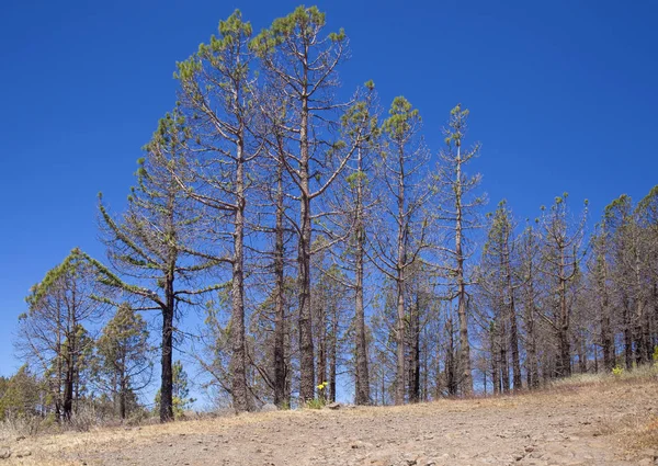 Gran Canaria, Haziran 2018, Las Huelva'daki affeced tarafından Eylül 2017 yılında orman yangını alanda iyileşme belirtileri gösteren Kanarya çam ağaçları