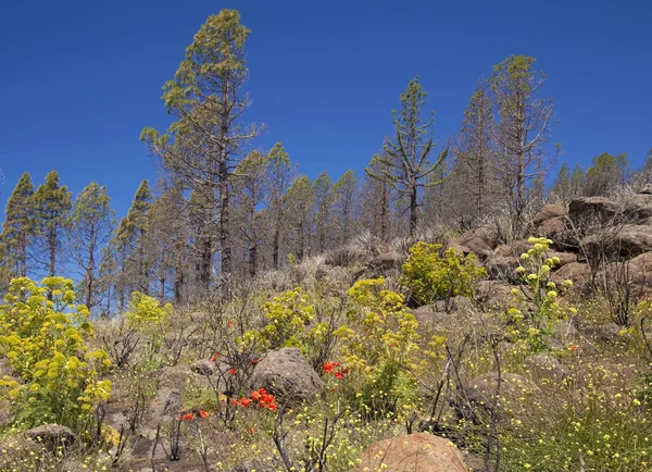 Gran Canaria June 2018 Area Las Cumbres Affeced Wildfire September — Stock Photo, Image