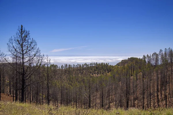 Gran Canaria, Haziran 2018, Las Huelva'daki affeced tarafından Eylül 2017 yılında orman yangını alanda iyileşme belirtileri gösteren Kanarya çam ağaçları