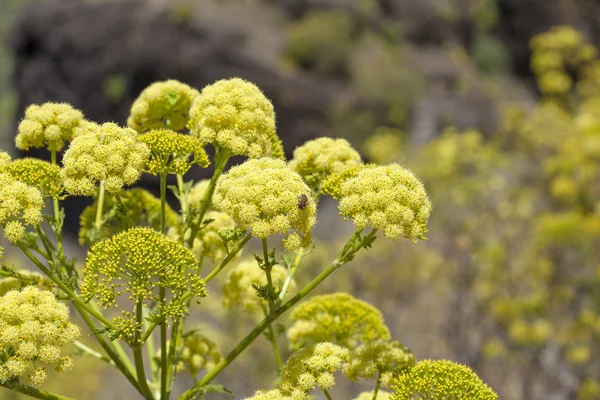 Flora Gran Canaria Todaroa Aurea Kvetoucí Rostlina — Stock fotografie