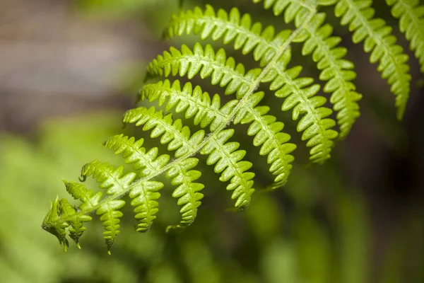 Seizoensgebonden Achtergrond Met Unfurling Fern Bladeren — Stockfoto