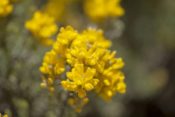 Robotskapade Stubbar Gran Canaria Genista Microphylla Kanariska Kvast Blommande — Stockfoto
