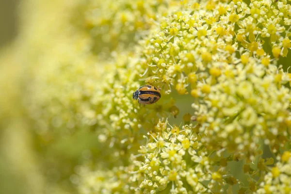 Flore Gran Canaria Ferula Linkii Fenouil Canari Géant Coccinelle — Photo