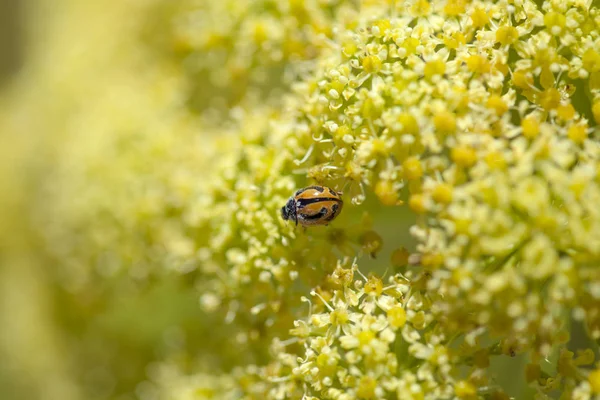 Gran Canaria Ferula Linkii Dev Kanarya Rezene Uğur Böceği Florası — Stok fotoğraf