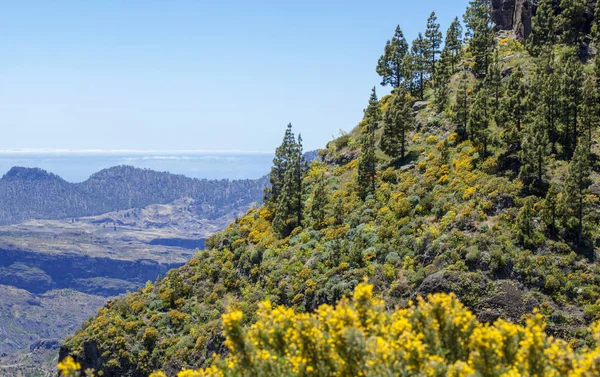 Gran Canaria Junio Vistas Largo Ruta Senderismo Cruz Tejeda Artenara —  Fotos de Stock