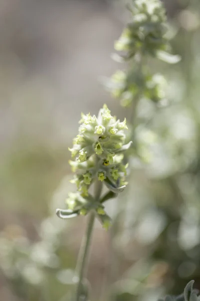 Flora Gran Canaria Sideritis Dasygnaphala Chá Montanha Planta Medicinal Endémica — Fotografia de Stock