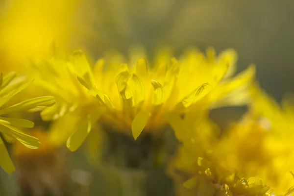 Flora Gran Canaria Sonchus Acaulis Pantalone Endemico Delle Isole Canarie — Foto Stock