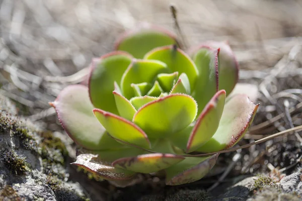 Gran Canaria - Aeonium percarneum, Gran Canaria için endemik küçük rozet florası