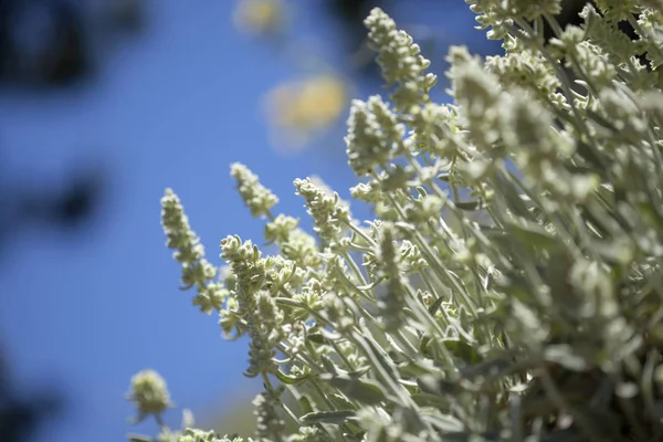 Flóra Gran Canaria Sideritis Dasygnaphala Horský Čaj Léčivé Rostliny Endemické — Stock fotografie