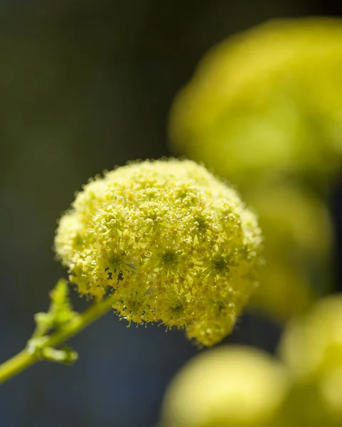 Flora of Gran Canaria -  Todaroa montana flowers, plant endemic to Canary islands