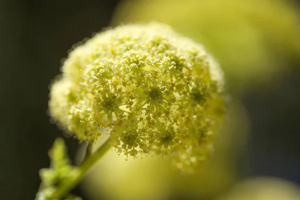 Flora Gran Canaria Fiori Todaroa Montana Pianta Endemica Delle Isole — Foto Stock