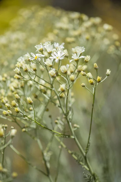 Флора Гран Канарія Tanacetum Ptarmiciflorum Срібна Квіти Піжми — стокове фото