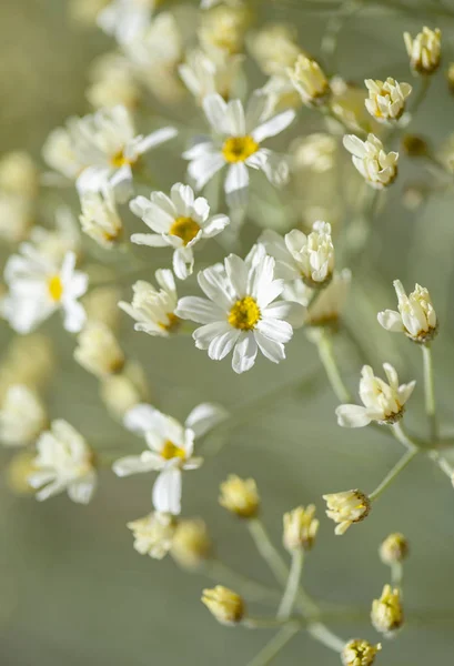 Flora Gran Canaria Tanacetum Ptarmiciflorum Stříbrné Květy Vratiče — Stock fotografie