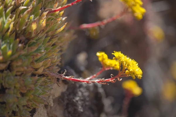 Flora Gran Canaria Floração Aeonium Spathulatum — Fotografia de Stock